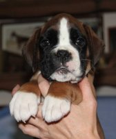 image tarantella-for-demiani-sanvita-6-weeks-jpg