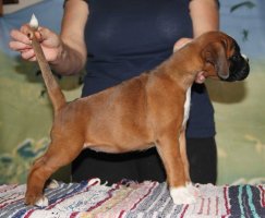 image tarantella-for-demiani-sanvita-6-weeks2-jpg