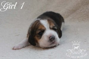 image girl1_14days-jpg