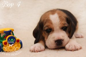 image boy4_22days-jpg