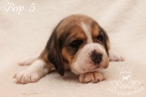 image boy5_22days-jpg