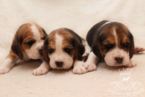 image boys1-2-3-20days-jpg
