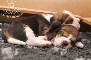 image sleeping-beagles1-jpg