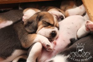 image sleeping-beagles2-jpg