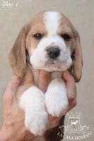 image boy-3_1-jpg