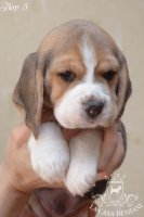 image boy-5_1-jpg