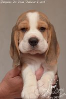 image bergamo_7week-jpg