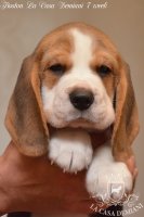 image boston_7week-jpg