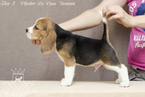 image boy-3-01-jpg