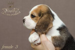 Щенкам бигля 1 месяц
