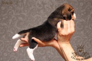image female2_2-jpg