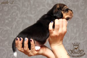 image male3_2-jpg