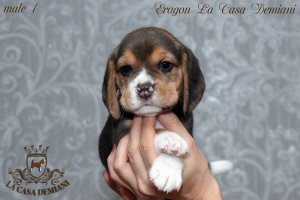 Щенкам бигля 1 месяц