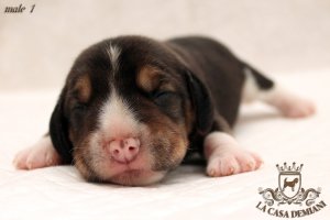 image male1-jpg