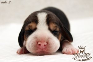 image male2-jpg