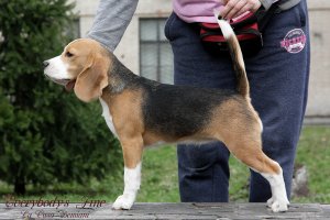 image img_4917-jpg