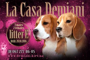image demiani-e-min-jpg