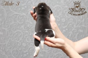 Щенкам бигля 16 дней