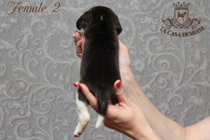 image female2_2-jpg