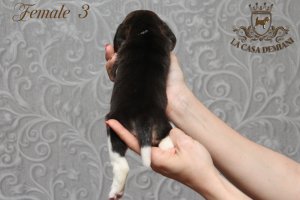 image female3_2-jpg