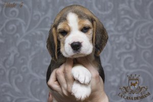 image male4_1-jpg