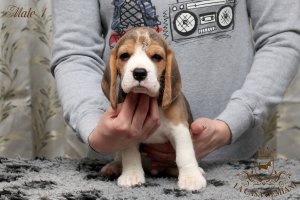 image male1_2-jpg