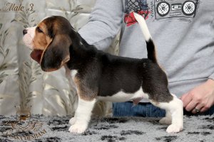 image male3_1-jpg