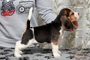 image male3_2-jpg