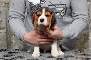 image male3_3-jpg