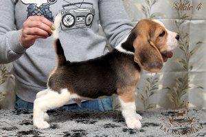 image male4_2-jpg