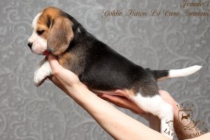 image female1-2-jpg