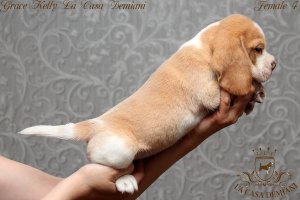 Щенкам бигля 5.5 недель