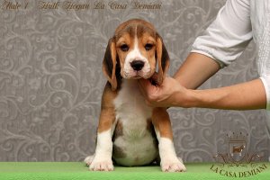 image male1_2-jpg