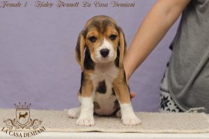 Щенкам бигля 7 недель