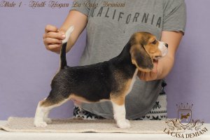 image male1_2-jpg
