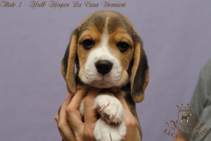 image male1_4-jpg