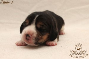 image male1-jpg