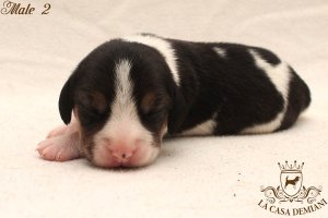 image male2-jpg