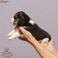 image female1_3-jpg