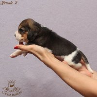 image female2_3-jpg
