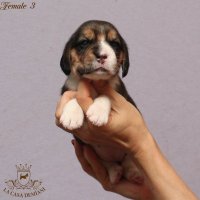 Щенкам бигля 2,5 недели