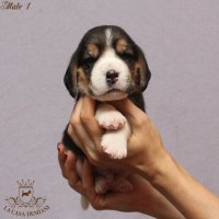 image male1_1-jpg