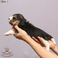 image male1_3-jpg