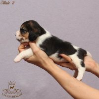 image male2_3-jpg
