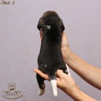 image male3_2-jpg