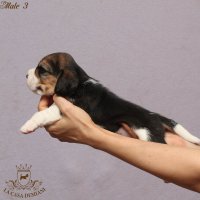 image male3_3-jpg