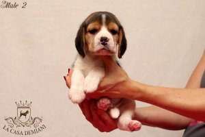 Щенкам бигля 5 недель
