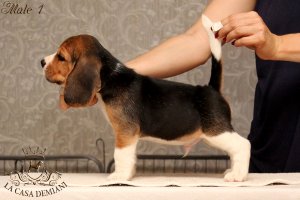 Щенкам бигля 7 недель