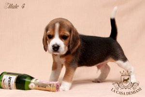 Щенкам бигля 1 месяц