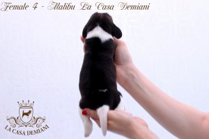 Щенкам бигля 1 неделя
